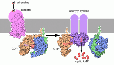 Adrenaline Molecule Receptors