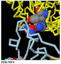 N501 amino acid area 