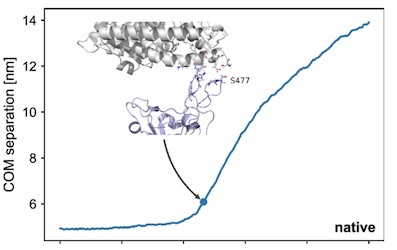 S477N mutant