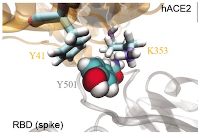Y501 binding to ACE2
