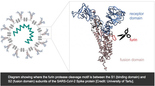 missing 681 amino acid in pdb structure pdb:7V7F