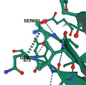 missing 681 amino acid in pdb structure pdb:7V7F