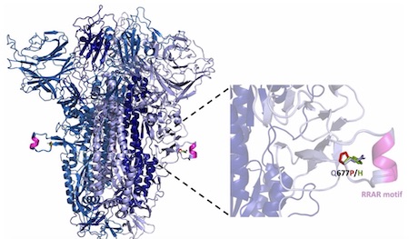 photosynthetic reaction center showing chlorophyll special pair