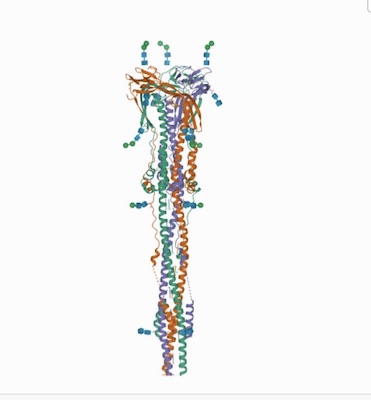 The Spike Molecule RBD -DOWNN