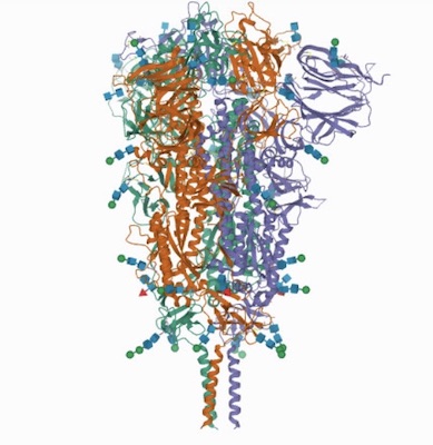 The Spike Molecule RBD -UP