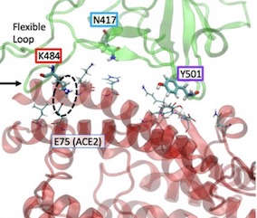 triple mutation in african variant