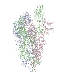 spike protein open state