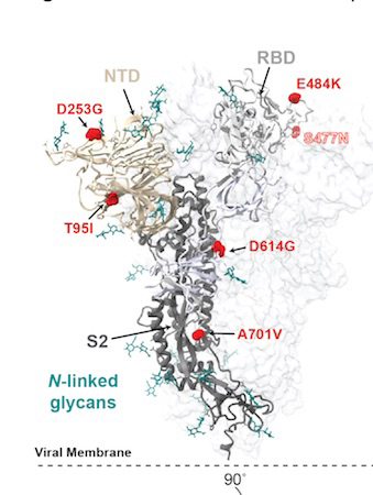 b.1.526 mutations