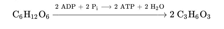 lactic acid fermentation