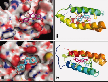 fisetin bound to mtor protein