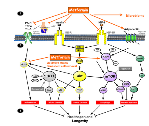metformin mechanism for 