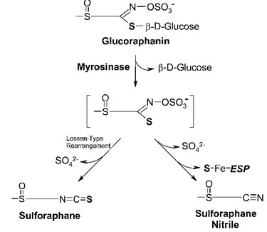 sulfuraphane and sulfuraphane nitrile production