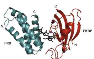 Rapamycin bound to mTOR