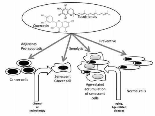 Tocotrinol Pathways