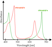 Absorbance spectra of free chlorophyll a (green) and b (red) in a solvent. The spectra of chlorophyll molecules are slightly modified in vivo depending on specific pigment-protein interactions.