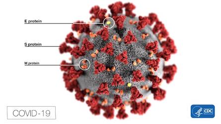 surface proteins of coronavirus