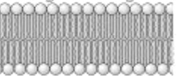 lipid bilayer member