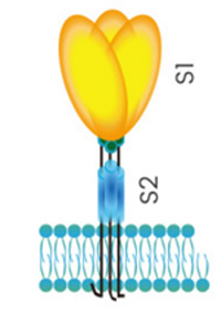 S1-S2 bound to lipid bilayer