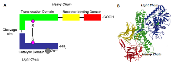 L and H chain description in BoNT