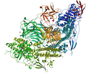 mechanism-action-of-BoNT