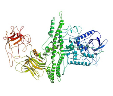 a botulinum toxin metabolizmusa