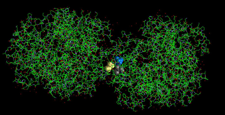 The Hemoglobin S Molecule showing mutated amino acid