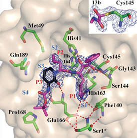 compound-13b-bound-to-protein-cleft of main protease enzyme in sars-cov-2