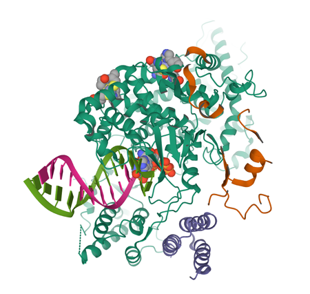 The nsp12-nsp7-nsp8 complex bound to the template-primer RNA and triphosphate form of Remdesivir(RTP)