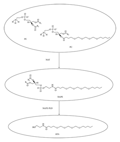 synthesis of anandamine  or AEA