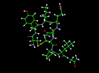 Oxytocin Molecule Ball and Stick Model