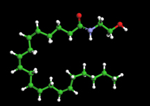 anandamide acts on endogenous cabinoid receptors