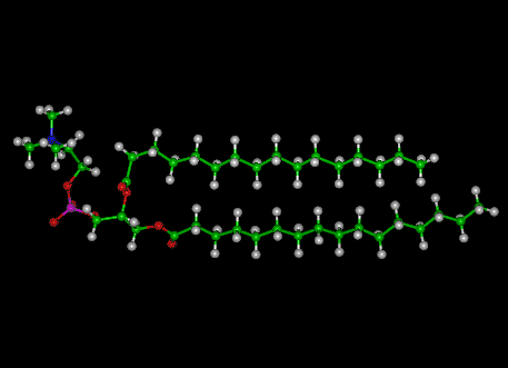 omega 7 fatty acid - palmitoleic acid