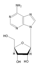 The chemical structure of adenosine