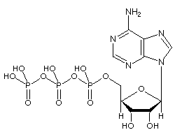 ATP Molecular Structure