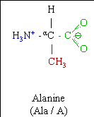 Alanine Molecular Model