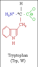 Tryptophan molecular structure