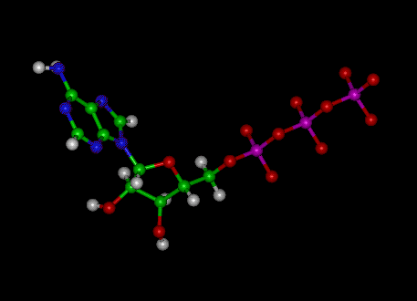 ATP Molecule