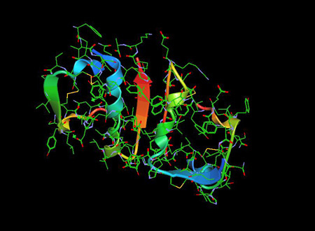 Insulin molecule A and B chain ribbon structure