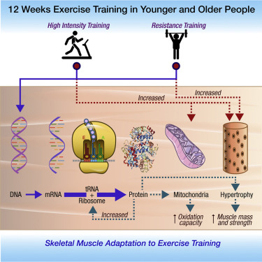 High Intensity Interval Training slows Aging