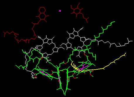 photosynthetic reaction center showing chlorophyll special pair