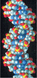 Space-filling model of a section of DNA molecule