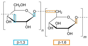 Beta Glucan Molecule