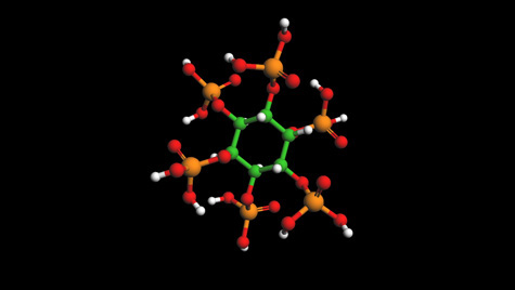 IP-6 molecule